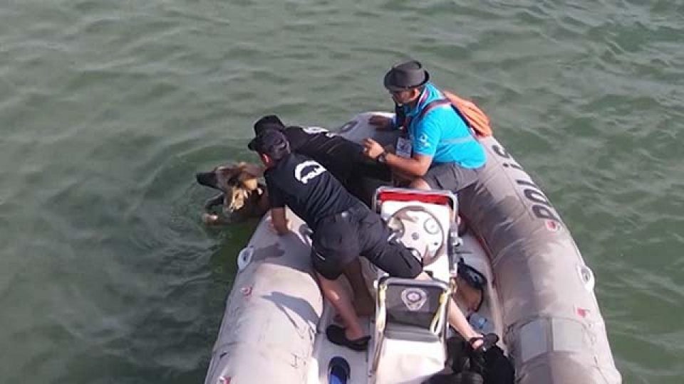 Yüzerken yorulan köpeği polis kurtardı